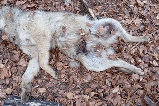 Případ čtyř mrtvých vlků na Jesenicku policie odložila - Novinky